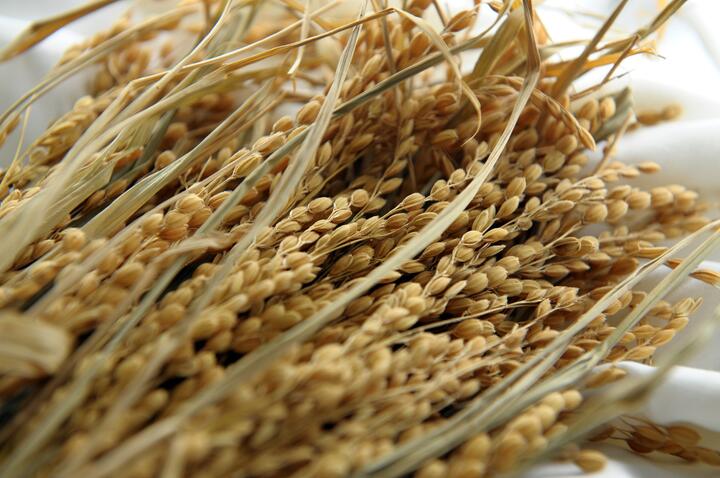Rýže a pšenice RACIO